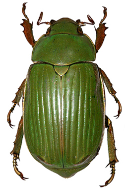 Chrysina hawksi